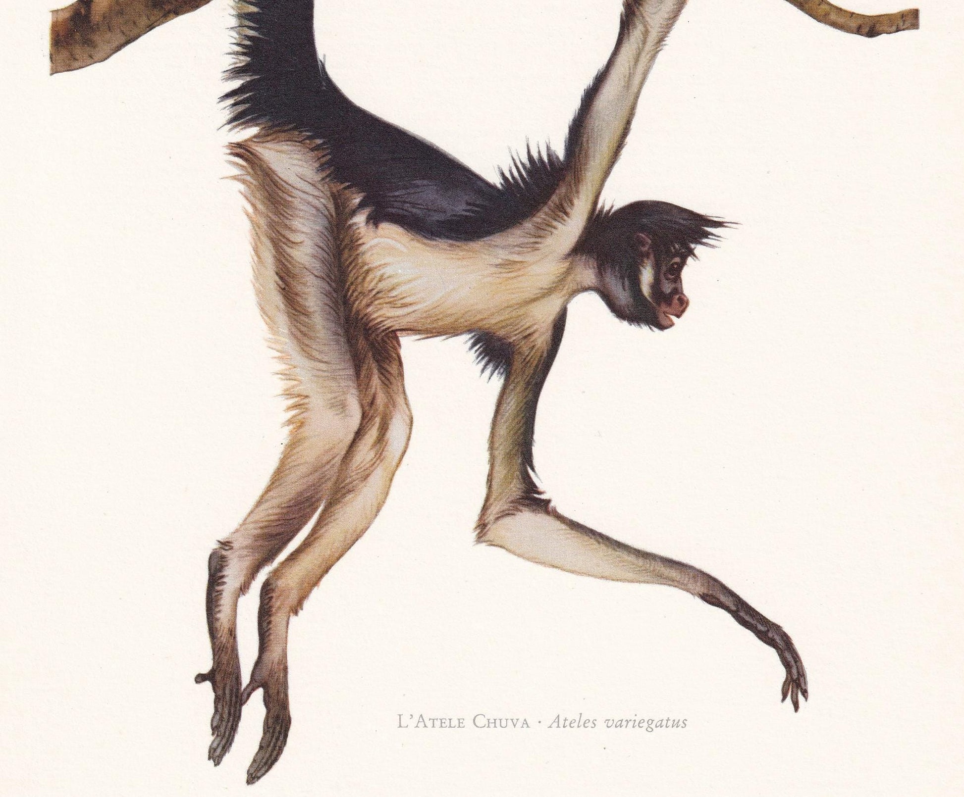 1960 SPIDER MONKEY Print - Vintage Animal Print - Animal Illustration - Animal Wall Art - Apes & Monkeys Print - 7.5 x 10.6 I