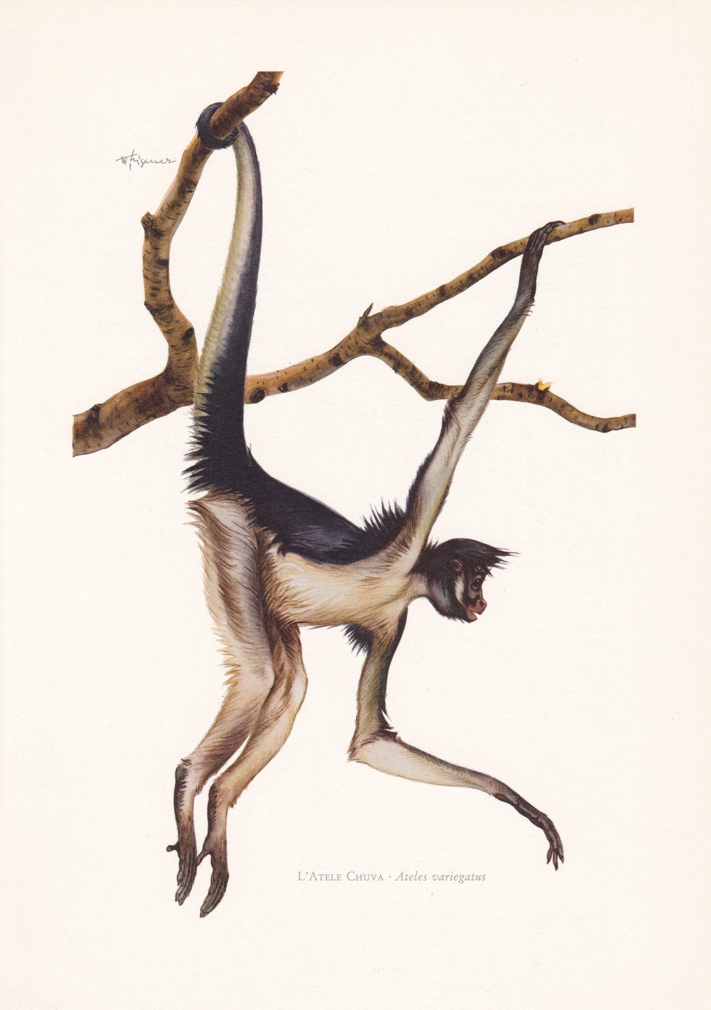 1960 SPIDER MONKEY Print - Vintage Animal Print - Animal Illustration - Animal Wall Art - Apes & Monkeys Print - 7.5 x 10.6 I
