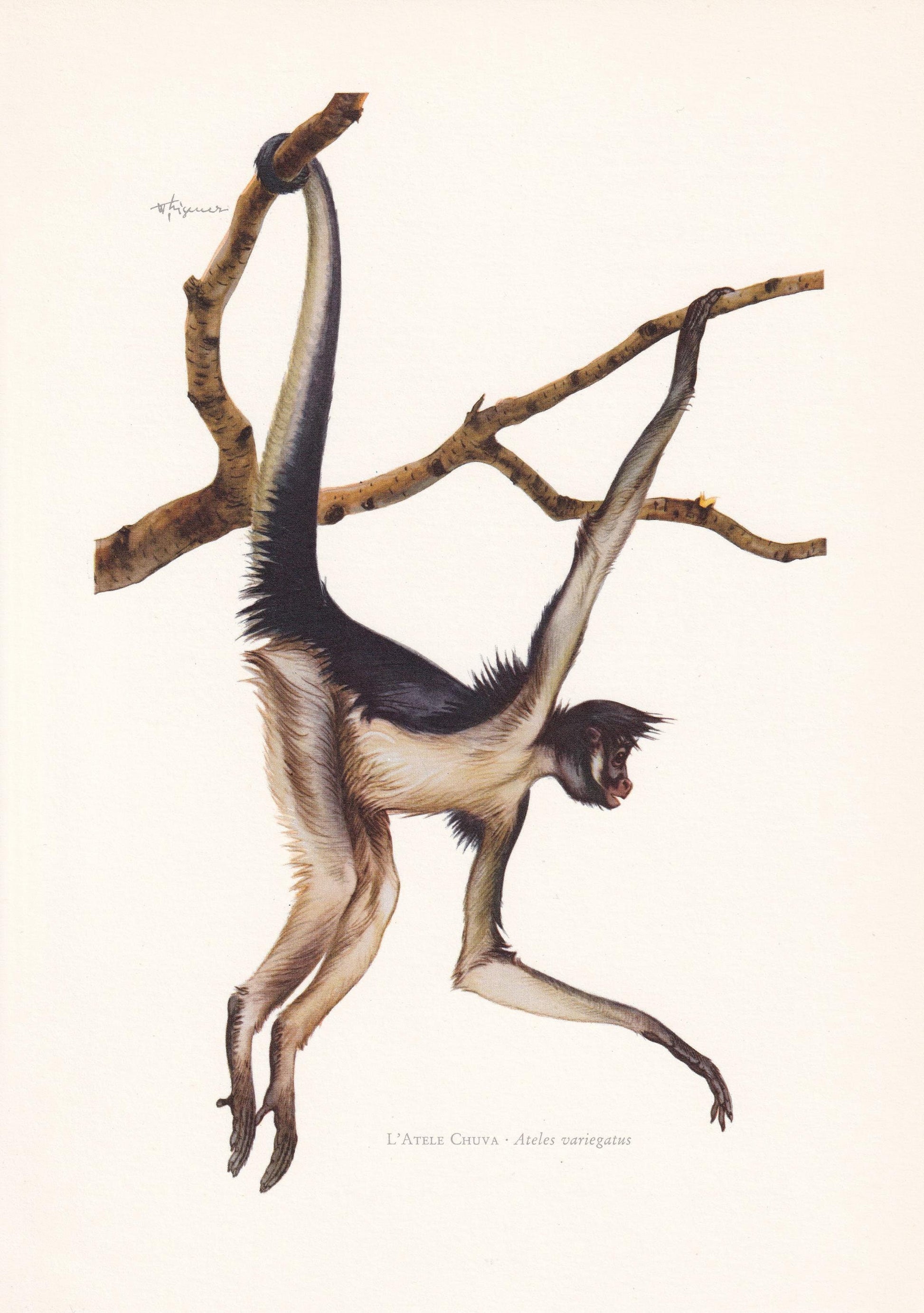 1960 SPIDER MONKEY Print - Vintage Animal Print - Animal Illustration - Animal Wall Art - Apes & Monkeys Print - 7.5 x 10.6 I