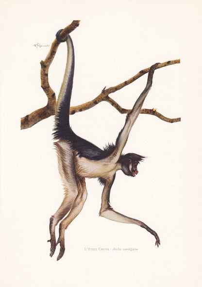 1960 SPIDER MONKEY Print - Vintage Animal Print - Animal Illustration - Animal Wall Art - Apes & Monkeys Print - 7.5 x 10.6 I