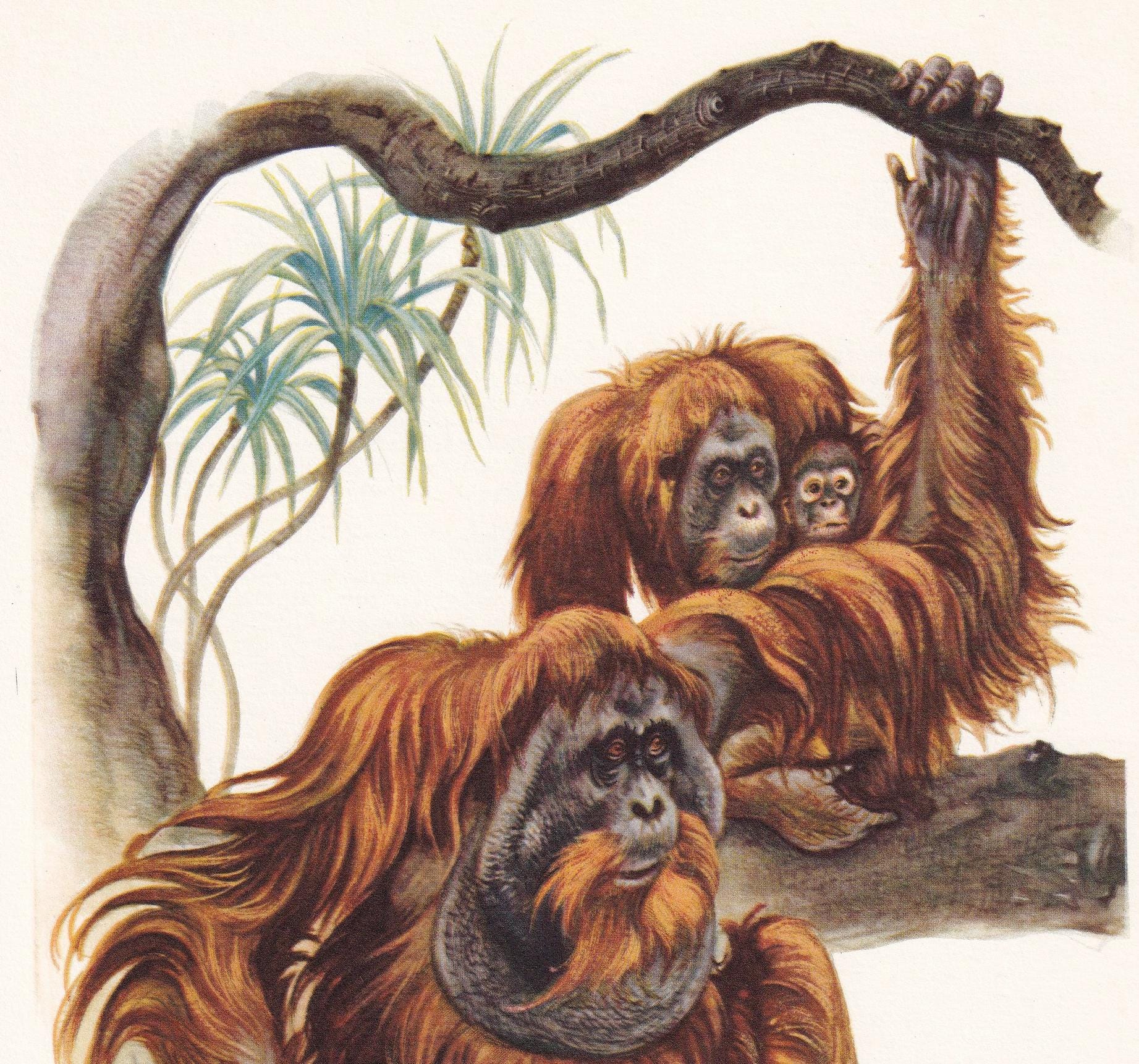 1960 ORANGUTAN Print - Vintage Animal Print - Animal Illustration - Animal Wall Art - Apes & Monkeys Print - 7.5 x 10.6 Inches