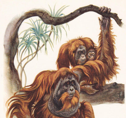 1960 ORANGUTAN Print - Vintage Animal Print - Animal Illustration - Animal Wall Art - Apes & Monkeys Print - 7.5 x 10.6 Inches
