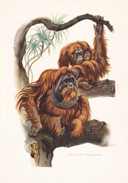 1960 ORANGUTAN Print - Vintage Animal Print - Animal Illustration - Animal Wall Art - Apes & Monkeys Print - 7.5 x 10.6 Inche