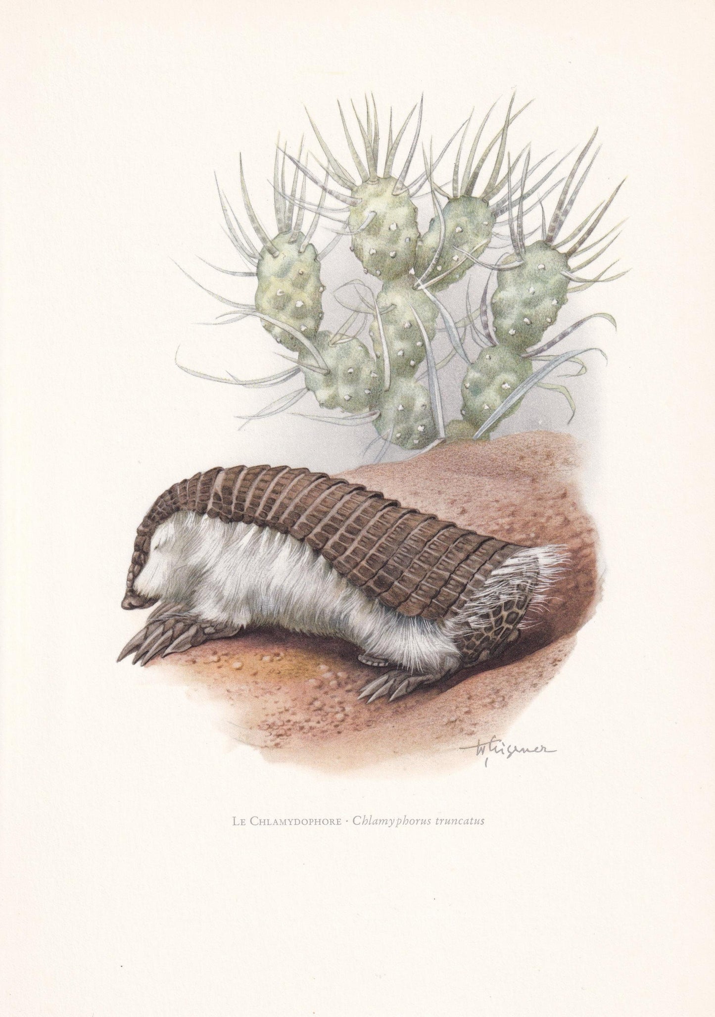 1960 PINK FAIRY ARMADILLO Print - Vintage Animal Print - Animal Illustration - Animal Wall Art - Vintage Mammal Print - 7.5 x