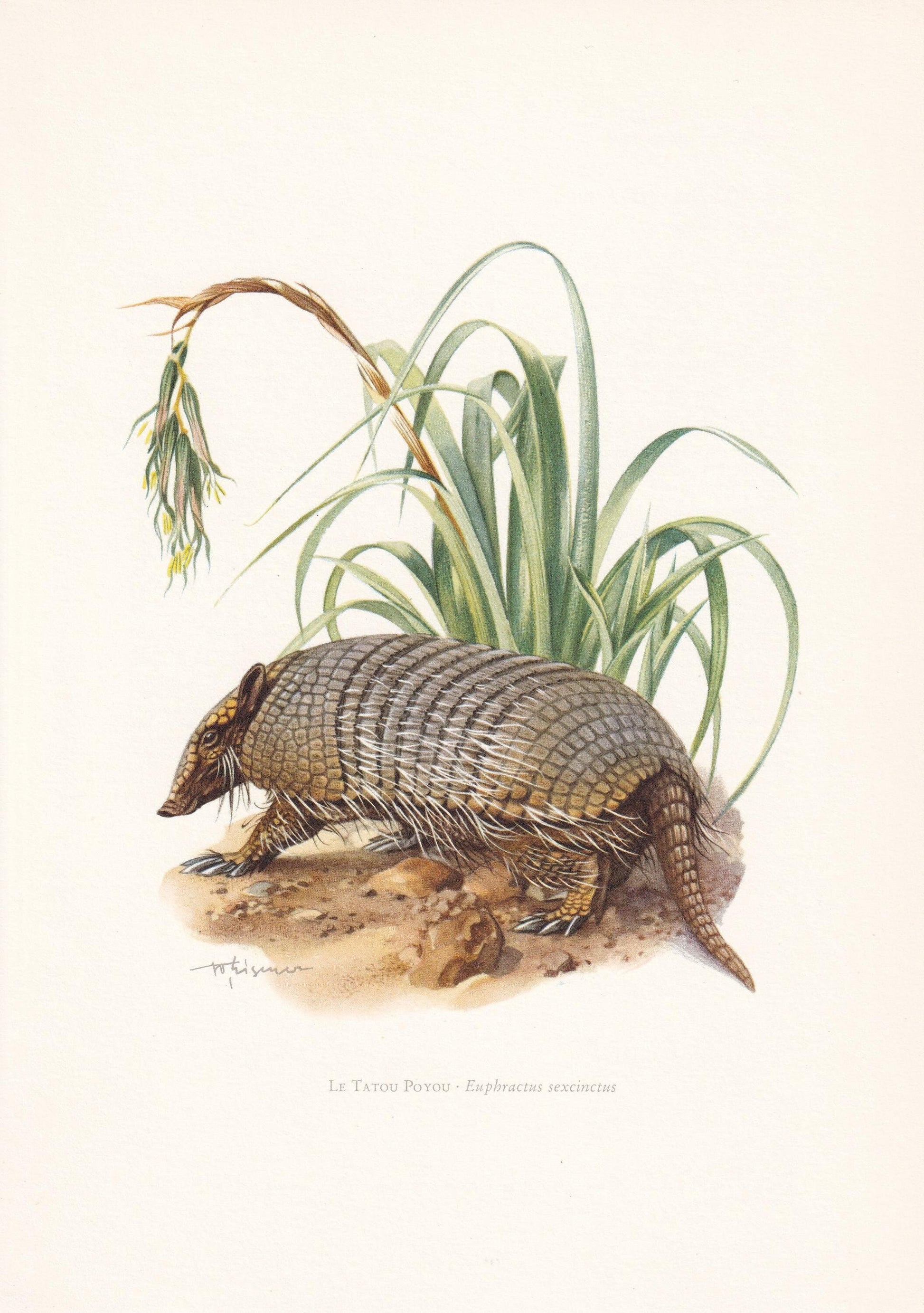 1960 SIX-BANDED ARMADILLO Print - Vintage Animal Print - Animal Illustration - Animal Wall Art - Vintage Mammal Print - 7.5 x 10.6 Inches