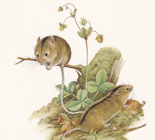 1960 NORTHERN BIRCH MOUSE Print - Vintage Animal Print - Animal Illustration - Animal Wall Art - Vintage Mammal Print - 7.5 x