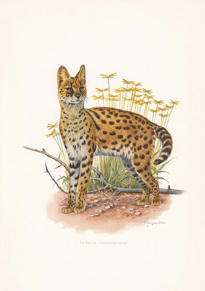 1960 SERVAL Print - Vintage Animal Print - Animal Illustration - Animal Wall Art - Vintage Big Cat Print - 7.5 x 10.6 Inches
