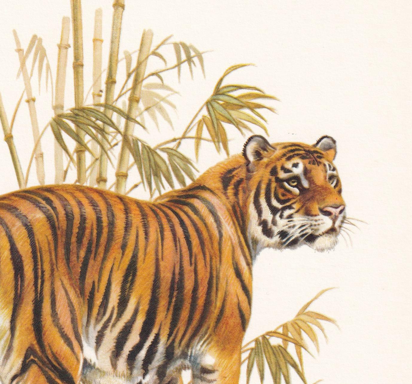 1960 TIGER Print - Vintage Animal Print - Animal Illustration - Animal Wall Art - Vintage Big Cat Print - 7.5 x 10.6 Inches