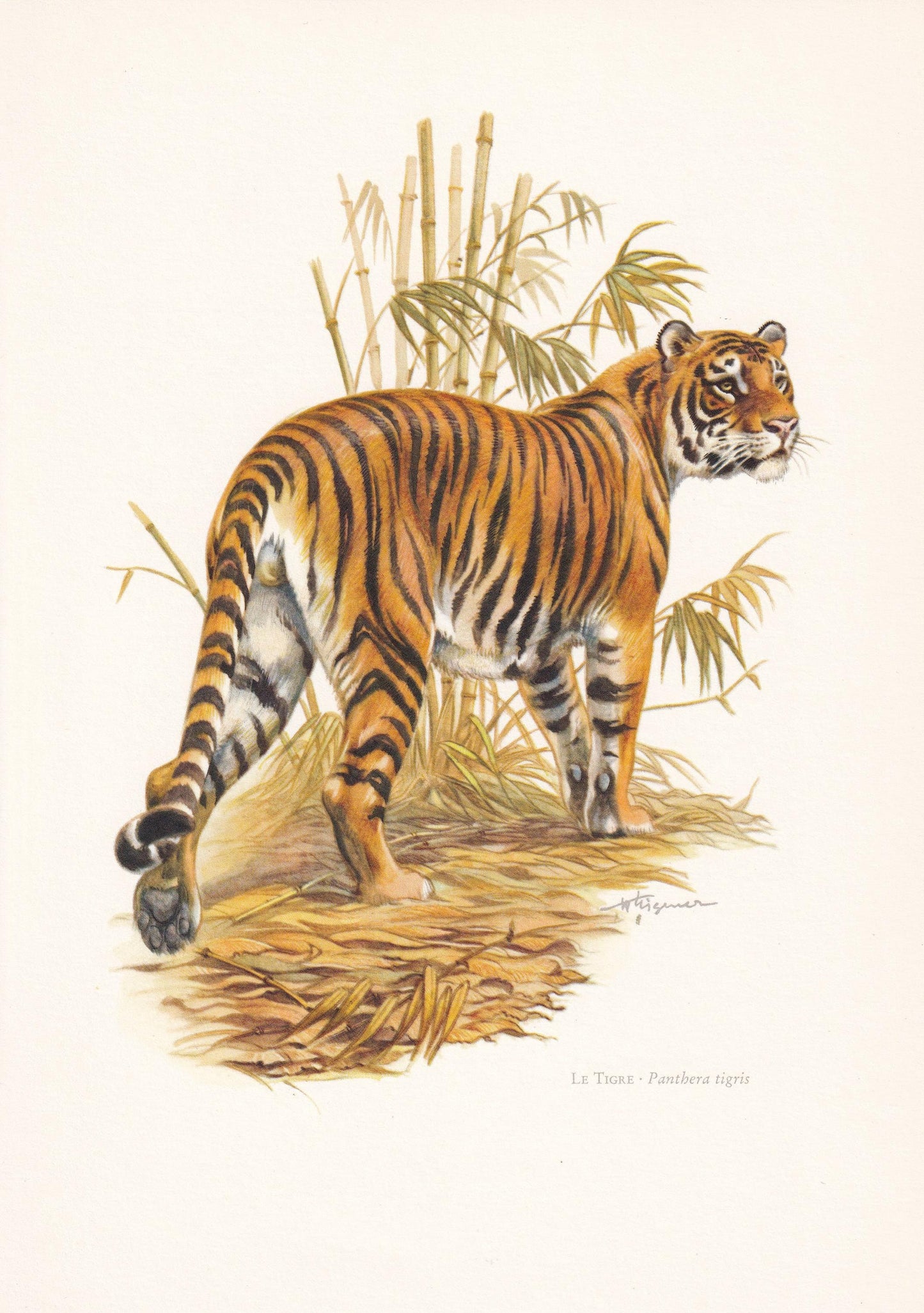 1960 TIGER Print - Vintage Animal Print - Animal Illustration - Animal Wall Art - Vintage Big Cat Print - 7.5 x 10.6 Inches