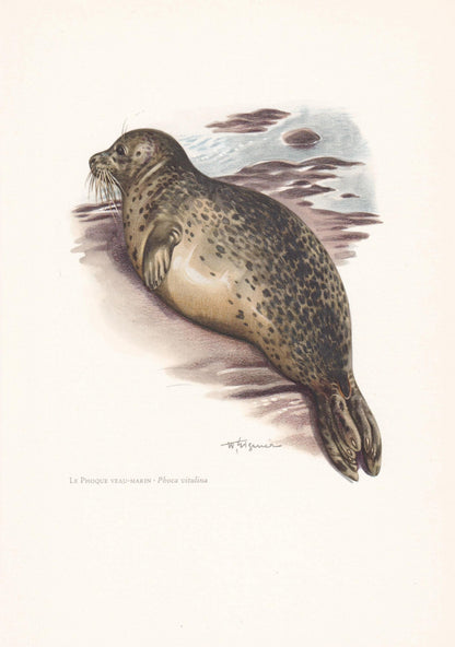 1960 HARBOR SEAL Print - Vintage Animal Print - Animal Illustration - Animal Wall Art - Vintage Mammal Print - 7.5 x 10.6 Inc