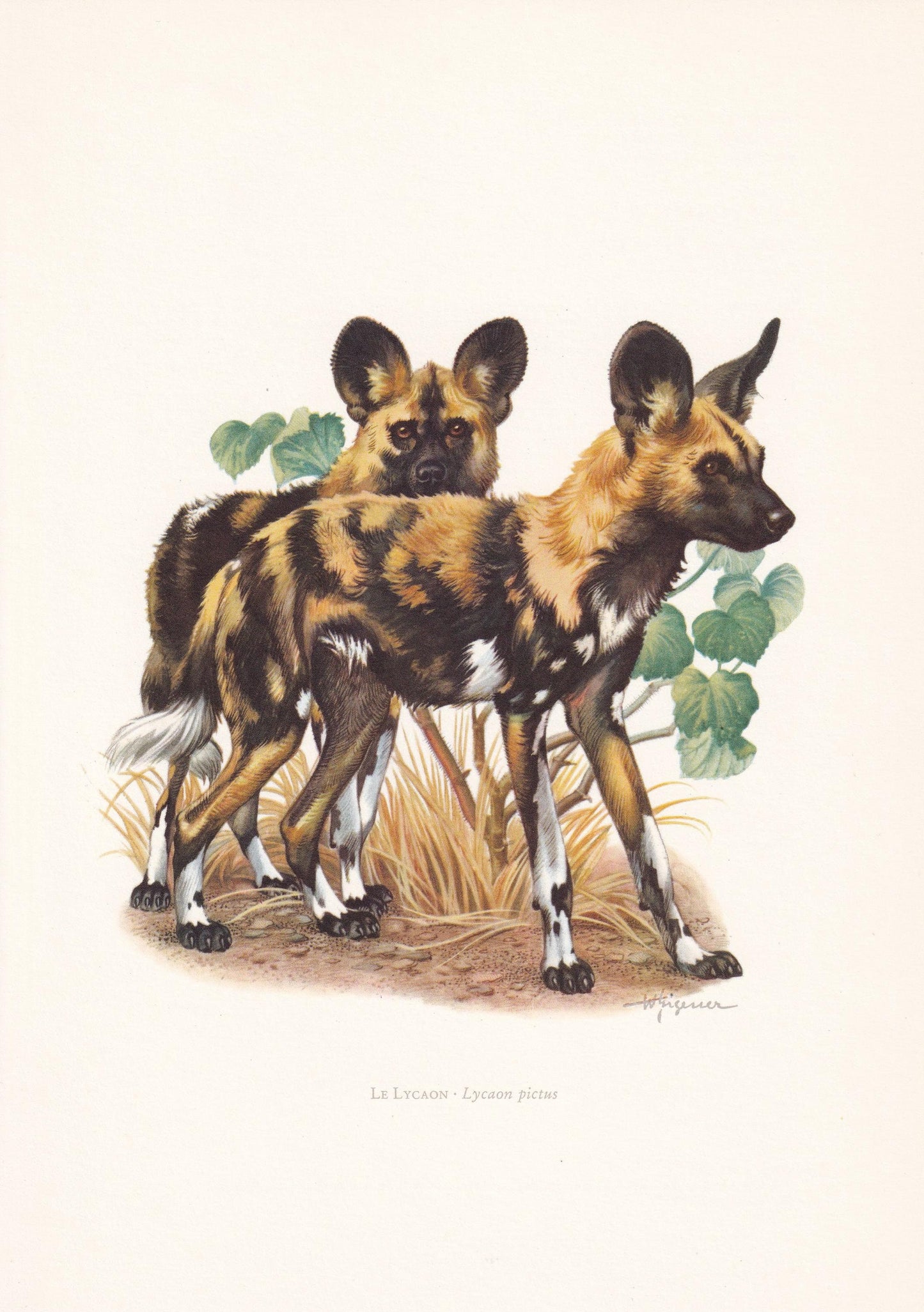 1960 AFRICAN WILD DOG Print - Vintage Animal Print - Animal Illustration - Animal Wall Art - Vintage Mammal Print - 7.5 x 10.