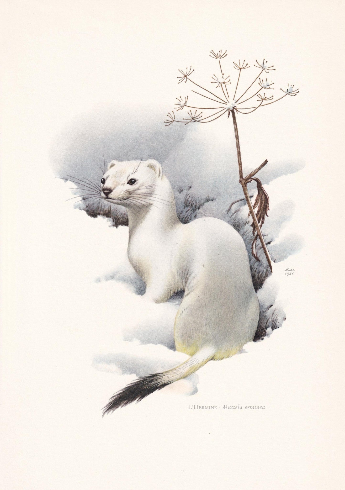 1960 STOAT Print - Vintage Animal Print - Animal Illustration - Animal Wall Art - Vintage Mammal Print - 7.5 x 10.6 Inches