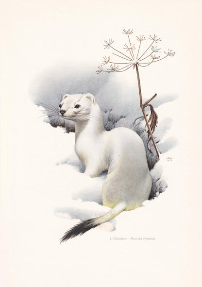 1960 STOAT Print - Vintage Animal Print - Animal Illustration - Animal Wall Art - Vintage Mammal Print - 7.5 x 10.6 Inches