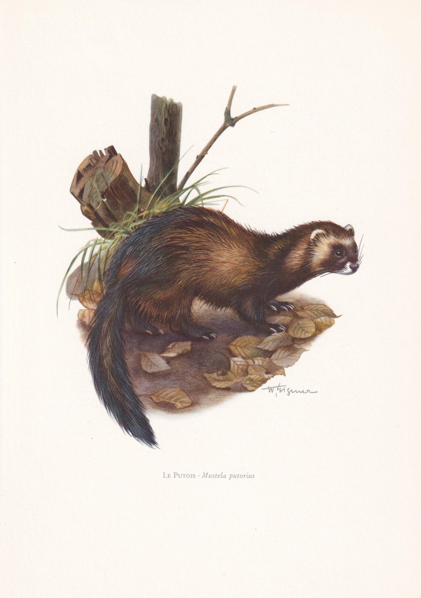 1960 EUROPEAN POLECAT Print - Vintage Animal Print - Animal Illustration - Animal Wall Art - Vintage Mammal Print - 7.5 x 10.