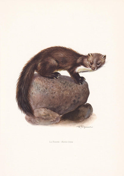 1960 BEECH MARTEN Print - Vintage Animal Print - Animal Illustration - Animal Wall Art - Vintage Mammal Print - 7.5 x 10.6 In
