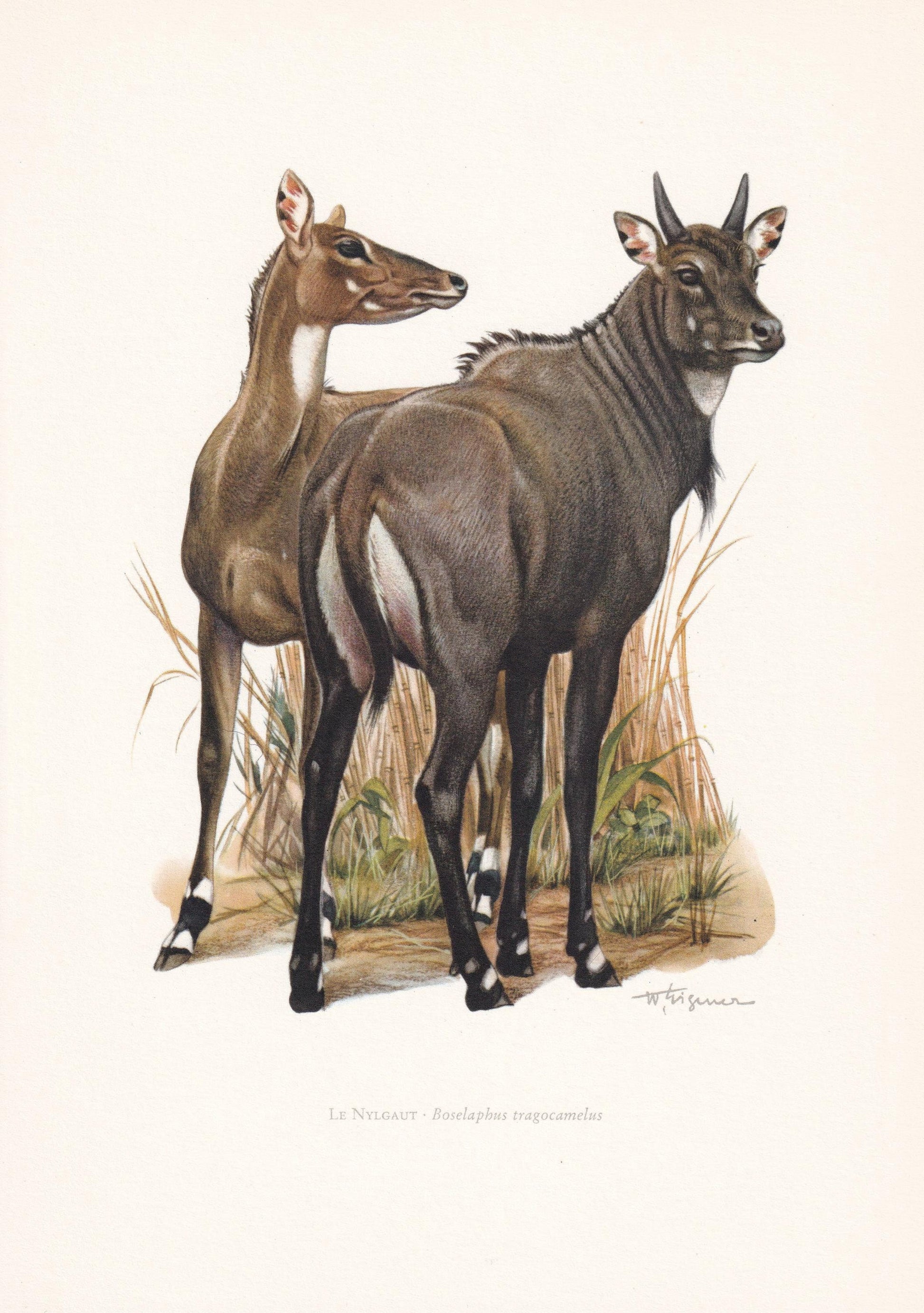 1960 NILGAI ANTELOPE Print - Vintage Animal Print - Animal Illustration - Animal Wall Art - Vintage Mammal Print - 7.5 x 10.6