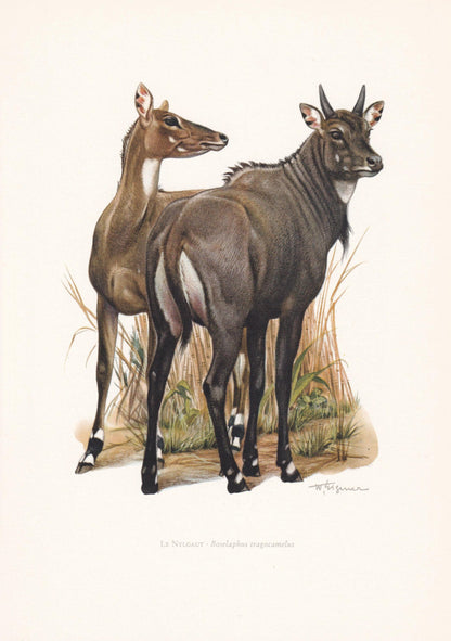 1960 NILGAI ANTELOPE Print - Vintage Animal Print - Animal Illustration - Animal Wall Art - Vintage Mammal Print - 7.5 x 10.6