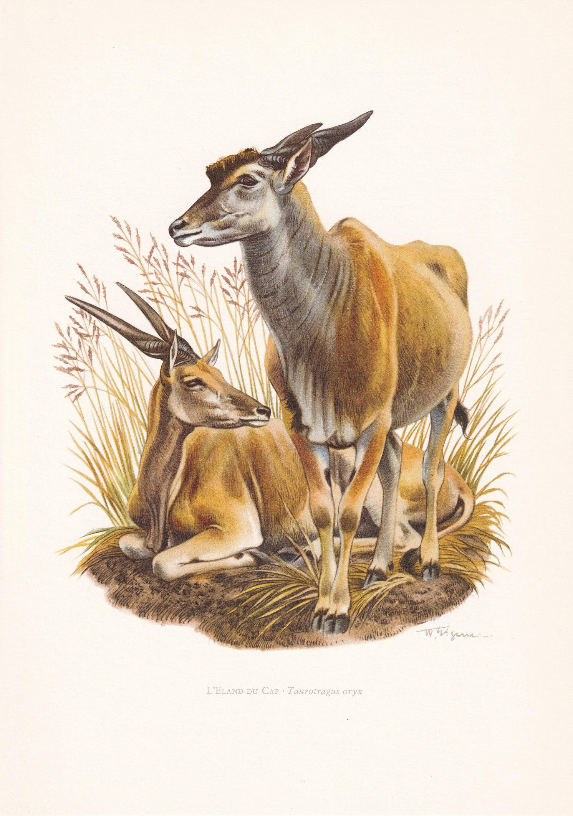 1960 COMMON ELAND Print - Vintage Animal Print - Animal Illustration - Animal Wall Art - Vintage Mammal Print - 7.5 x 10.6 In