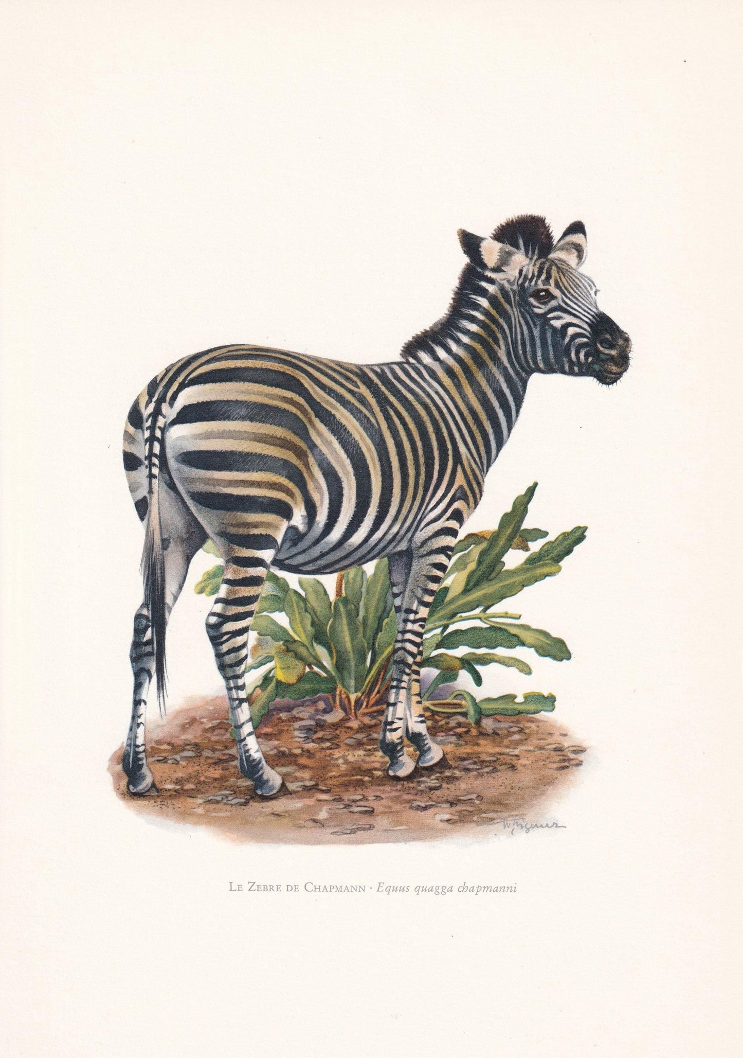1960 CHAPMAN'S ZEBRA Print - Vintage Animal Print - Animal Illustration - Animal Wall Art - Vintage Mammal Print - 7.5 x 10.6