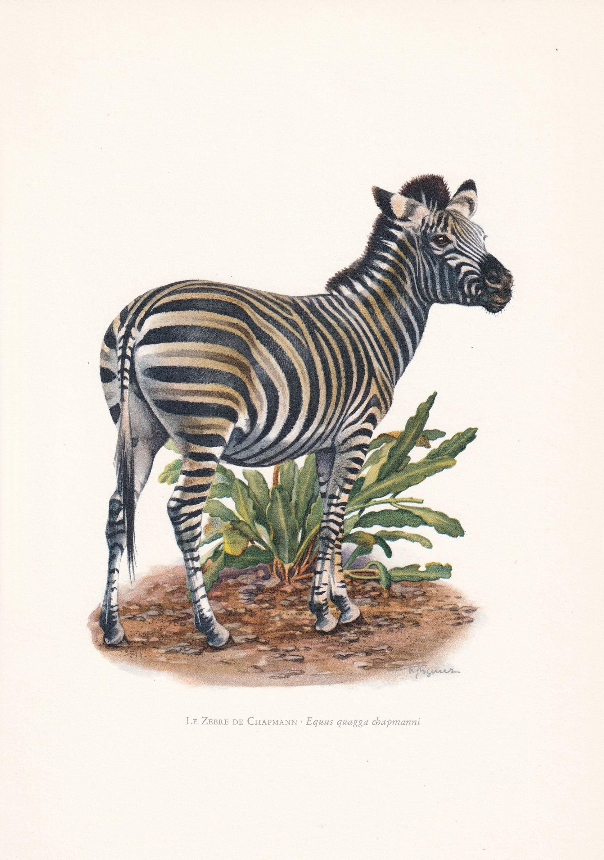 1960 CHAPMAN'S ZEBRA Print - Vintage Animal Print - Animal Illustration - Animal Wall Art - Vintage Mammal Print - 7.5 x 10.6
