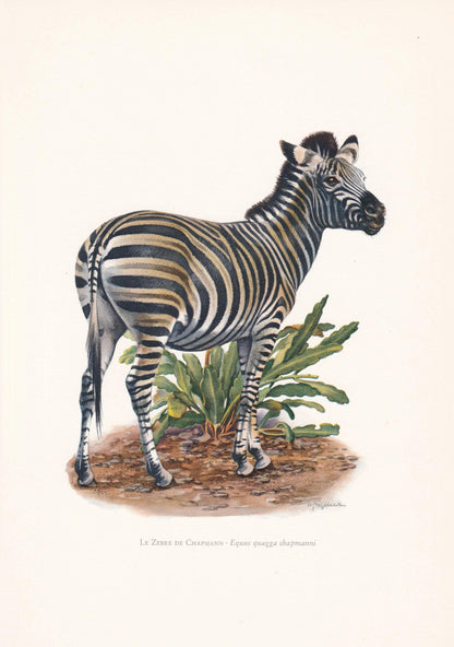 1960 CHAPMAN'S ZEBRA Print - Vintage Animal Print - Animal Illustration - Animal Wall Art - Vintage Mammal Print - 7.5 x 10.6