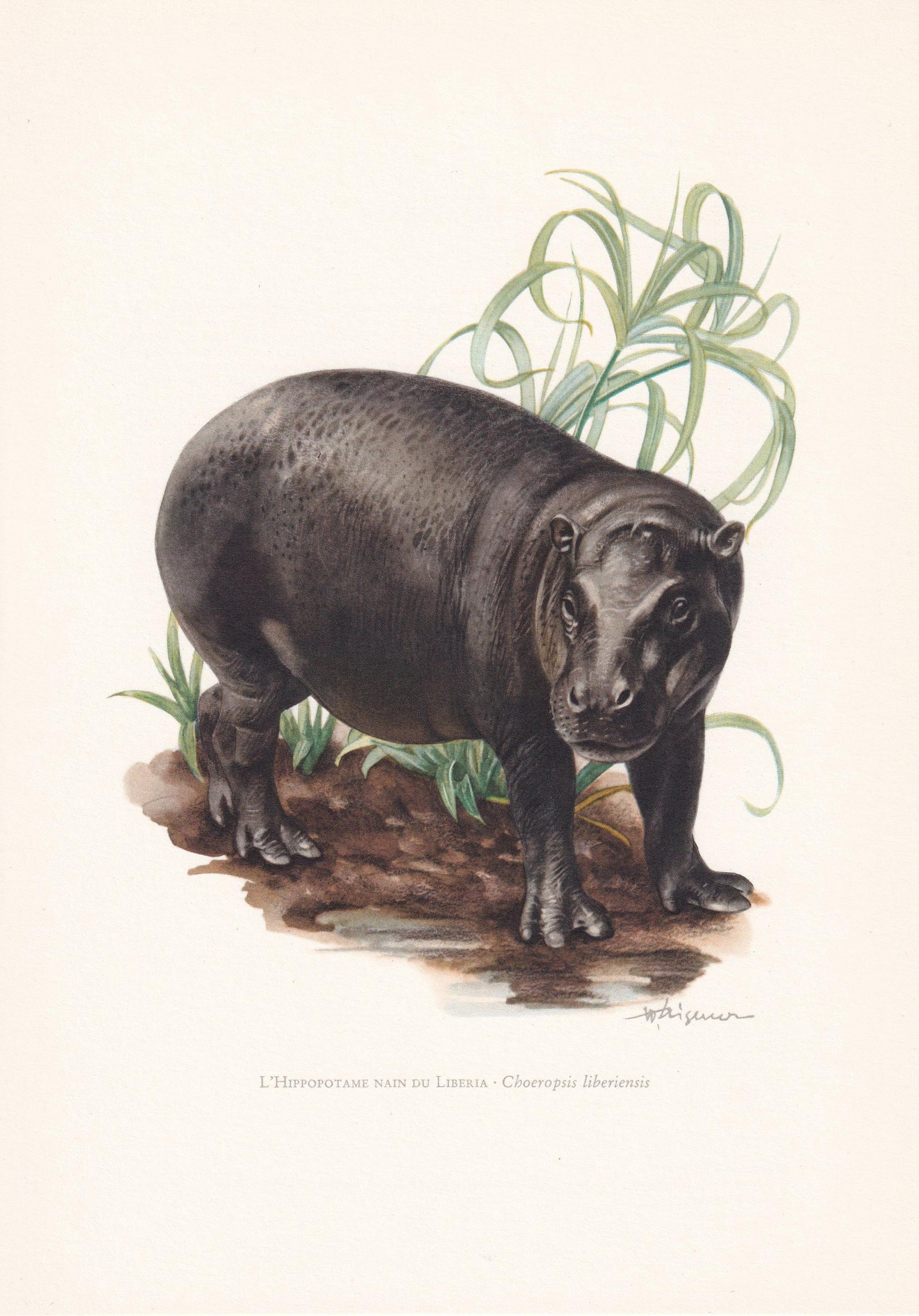 1960 PYGMY HIPPO Print - Vintage Animal Print - Animal Illustration - Animal Wall Art - Vintage Mammal Print - 7.5 x 10.6 Inc