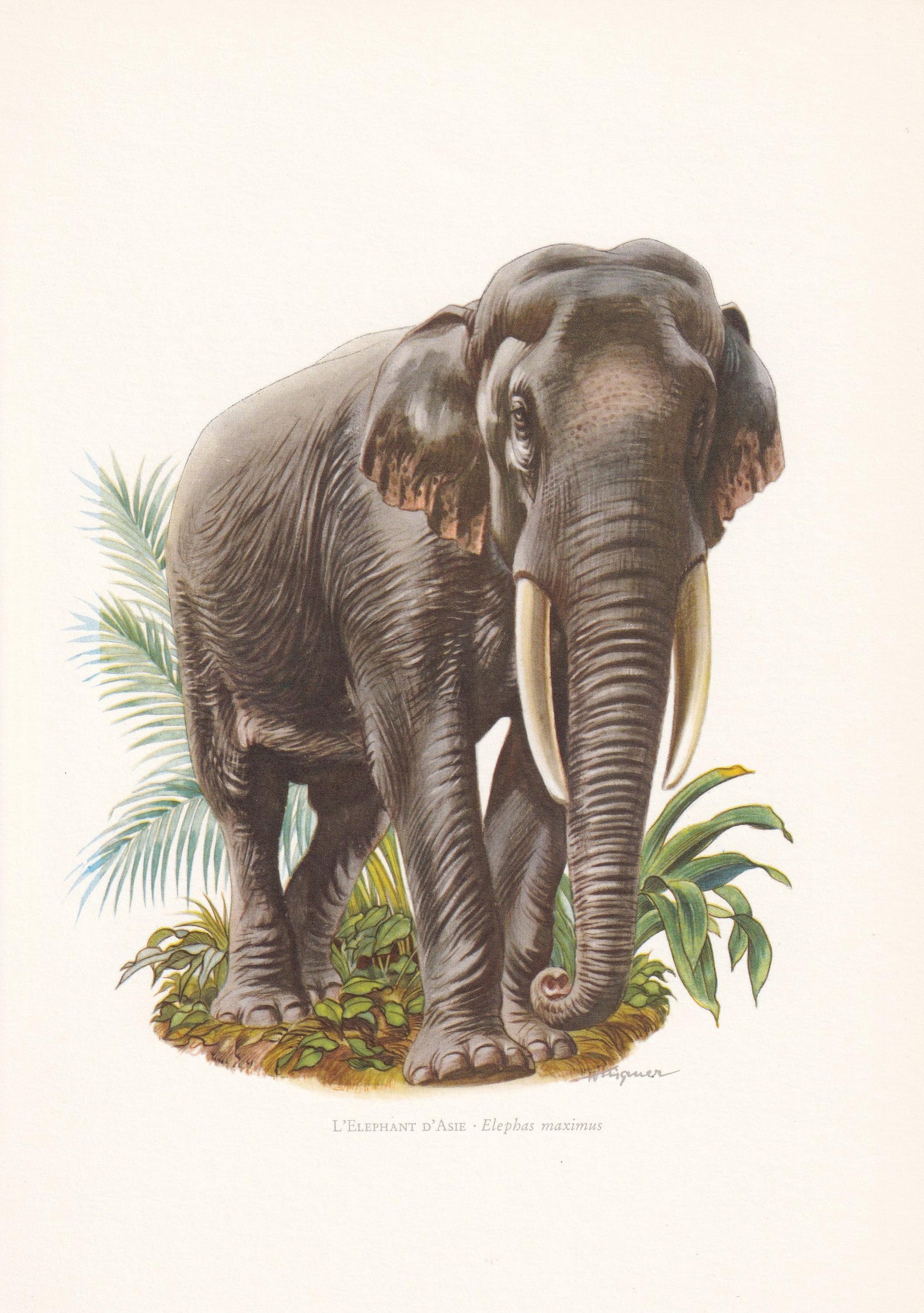 1960 INDIAN ELEPHANT Print - Vintage Animal Print - Animal Illustration - Animal Wall Art - Vintage Mammal Print - 7.5 x 10.6