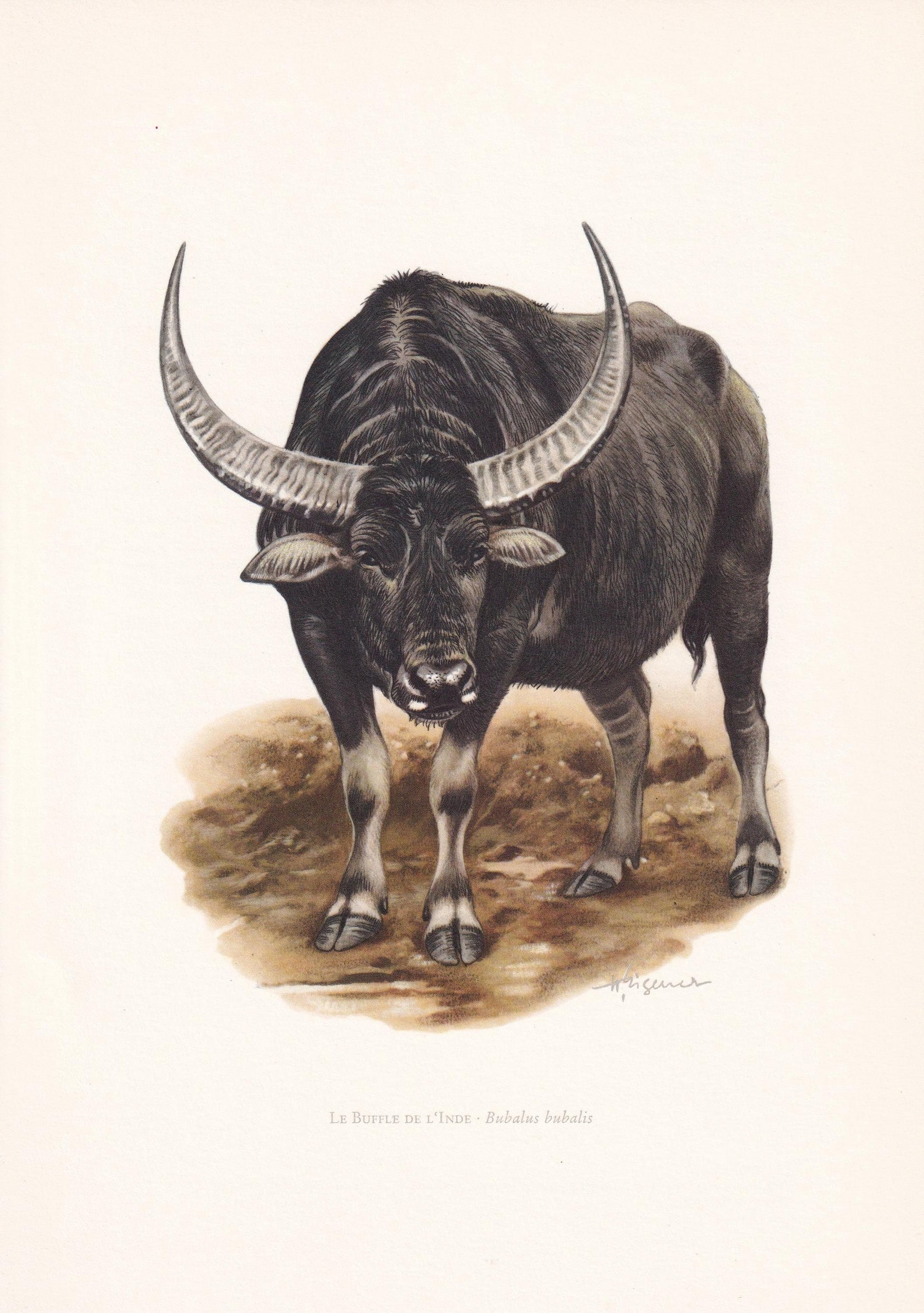 1960 WATER BUFFALO Print - Vintage Animal Print - Animal Illustration - Animal Wall Art - Vintage Mammal Print - 7.5 x 10.6 I