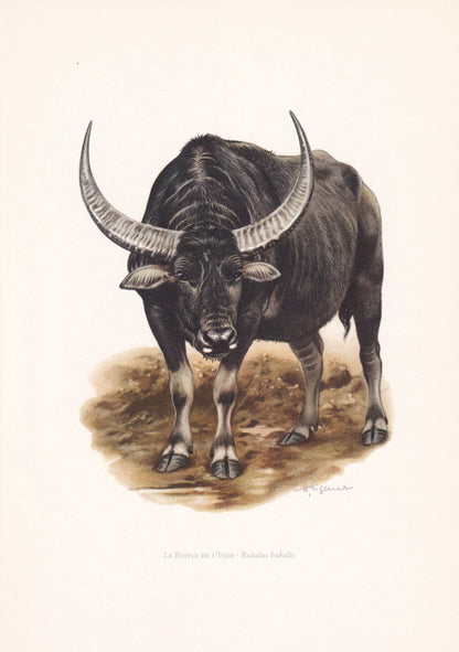 1960 WATER BUFFALO Print - Vintage Animal Print - Animal Illustration - Animal Wall Art - Vintage Mammal Print - 7.5 x 10.6 I