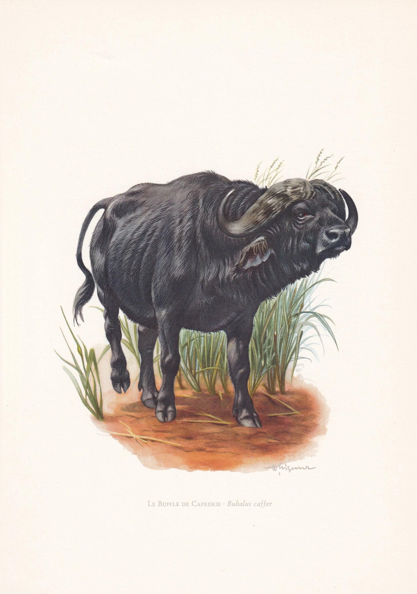 1960 CAPE BUFFALO Print - Vintage Animal Print - Animal Illustration - Animal Wall Art - Vintage Mammal Print - 7.5 x 10.6 In