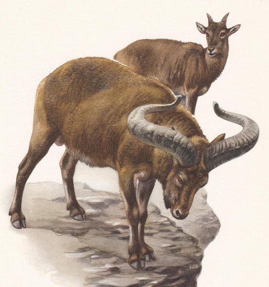 1960 CAUCASIAN TUR Print - Vintage Animal Print - Animal Illustration - Animal Wall Art - Vintage Mammal Print - 7.5 x 10.6 I
