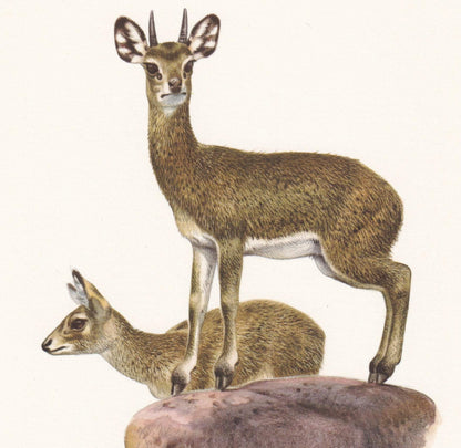 1960 KLIPSPRINGER ANTELOPE Print - Vintage Animal Print - Animal Illustration - Animal Wall Art - Vintage Mammal Print - 7.5 