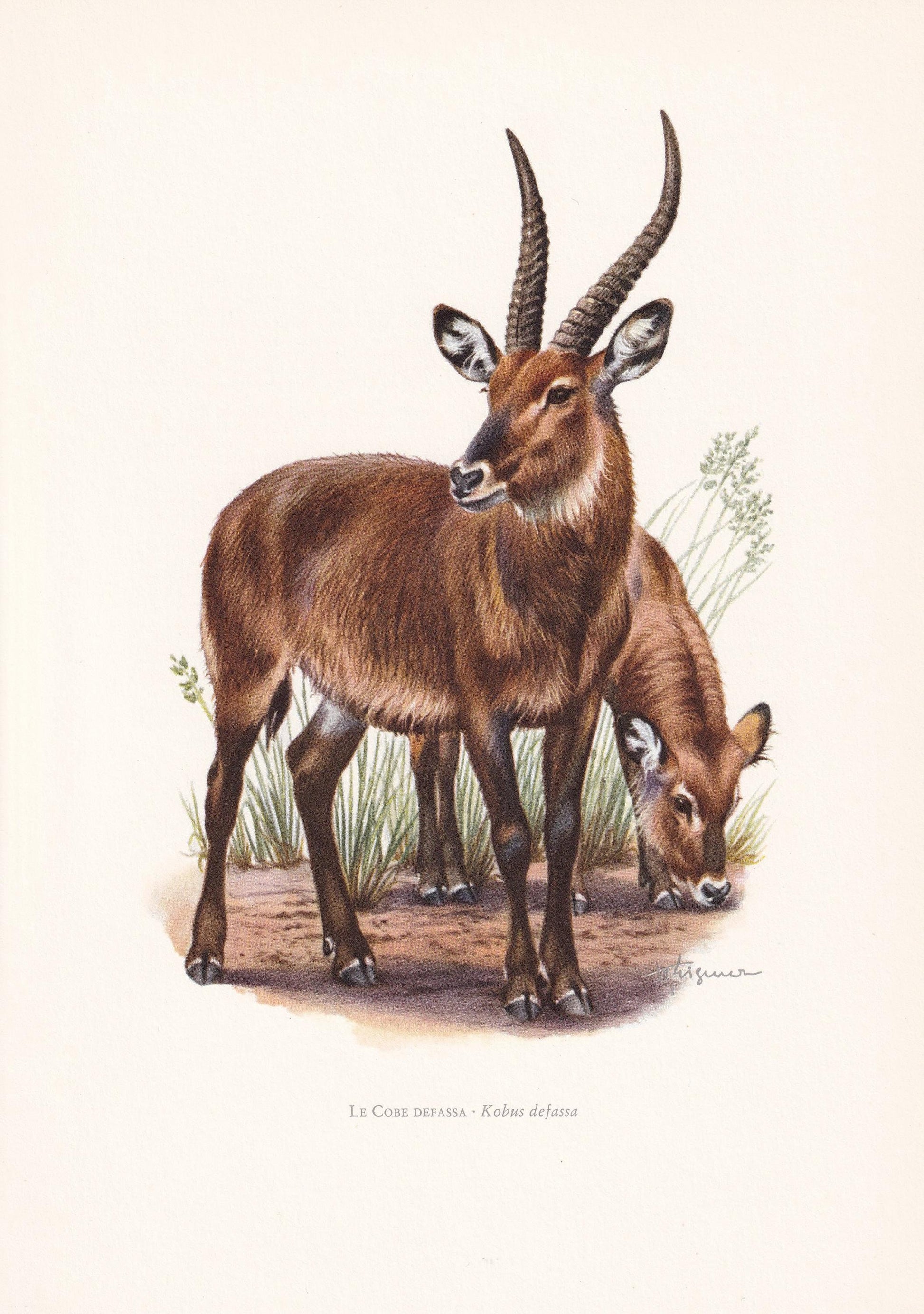 1960 DEFASSA WATERBUCK Print - Vintage Animal Print - Animal Illustration - Animal Wall Art - Vintage Mammal Print - 7.5 x 10