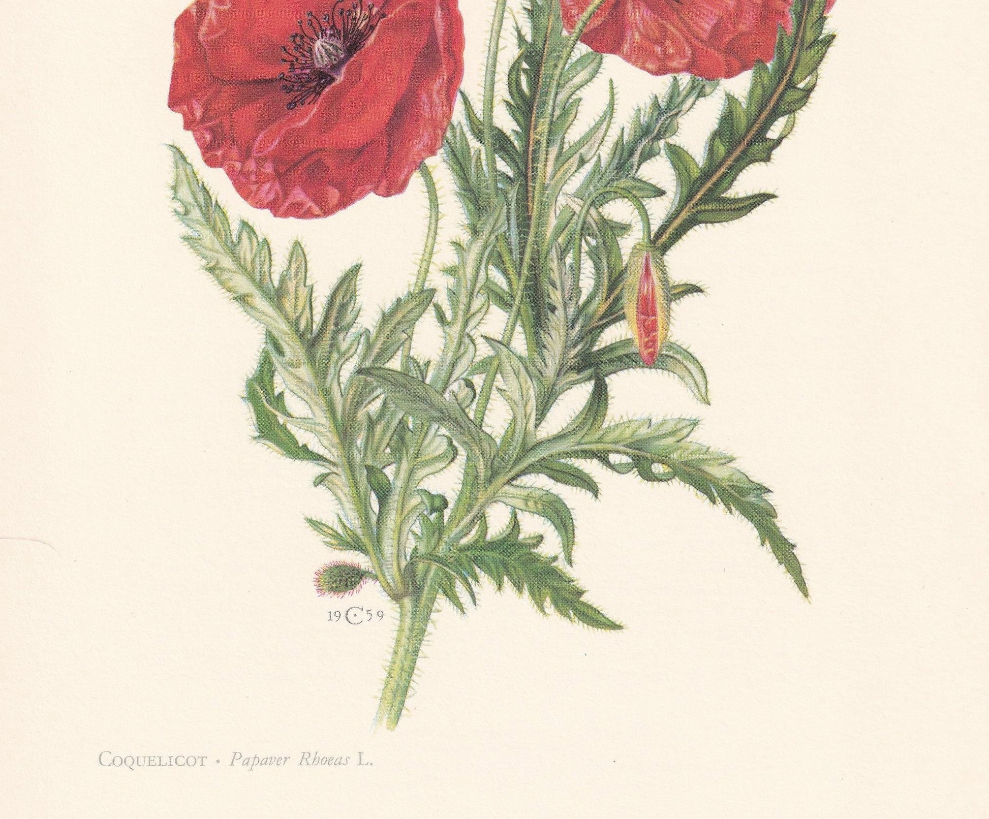 1960 POPPY FLOWER Print - Botanical Print - Botanical Illustration - Plant Wall Art - Vintage Plant Print - 7.5 x 10.6 Inches