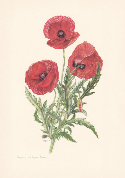 1960 POPPY FLOWER Print - Botanical Print - Botanical Illustration - Plant Wall Art - Vintage Plant Print - 7.5 x 10.6 Inches