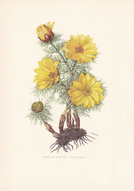 1960 PHEASANT'S EYE Print - Botanical Print - Flower Print - Flower Wall Art - Vintage Plant Print - 7.5 x 10.6 Inches