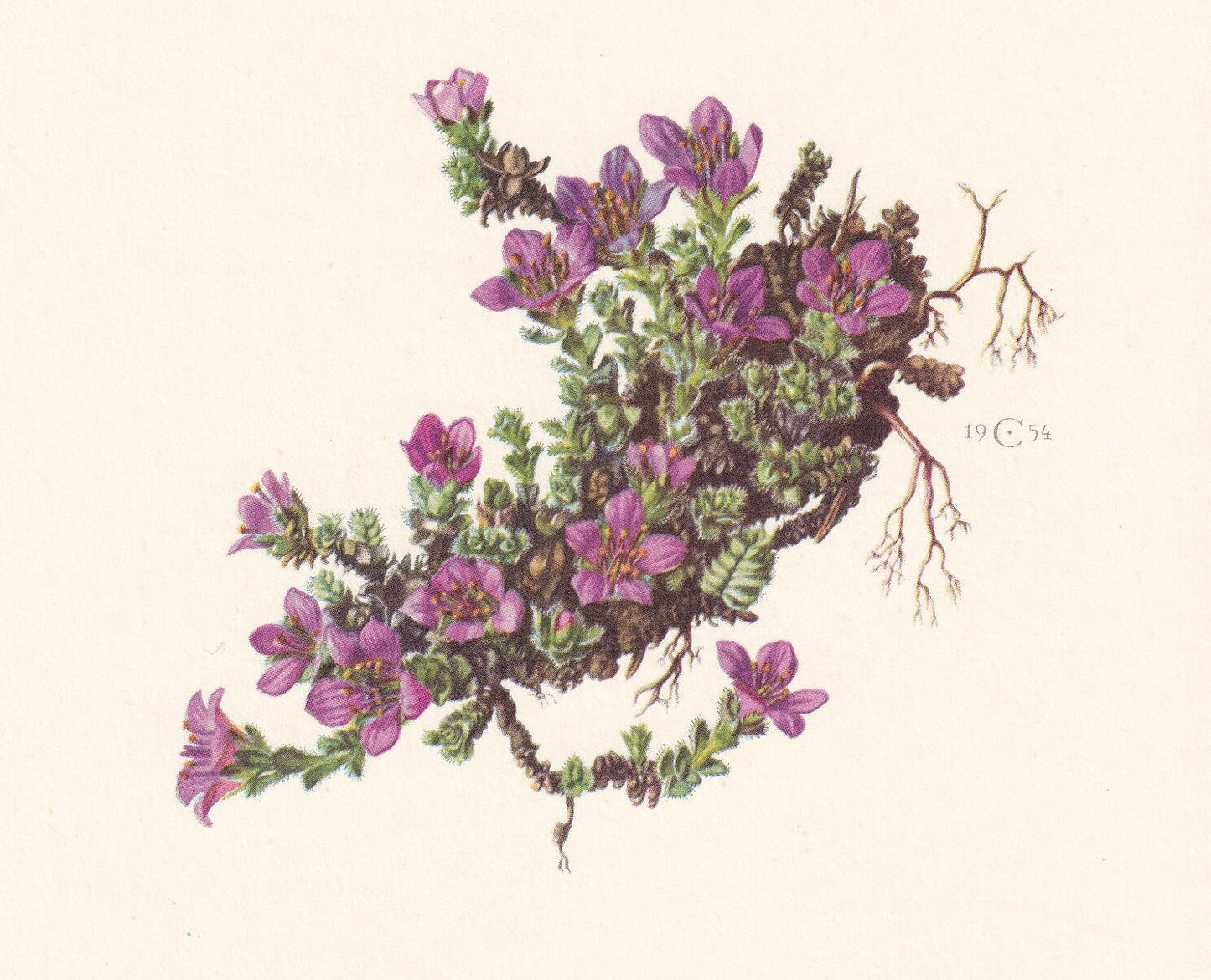 1960 PURPLE MOUNTAIN SAXIFRAGE Print - Botanical Print - Flower Print - Flower Wall Art - Vintage Plant Print - 7.5 x 10.6 In