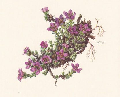 1960 PURPLE MOUNTAIN SAXIFRAGE Print - Botanical Print - Flower Print - Flower Wall Art - Vintage Plant Print - 7.5 x 10.6 In