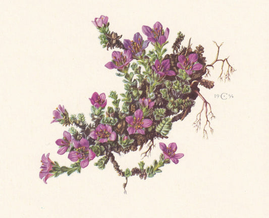 1960 PURPLE MOUNTAIN SAXIFRAGE Print - Botanical Print - Flower Print - Flower Wall Art - Vintage Plant Print - 7.5 x 10.6 In