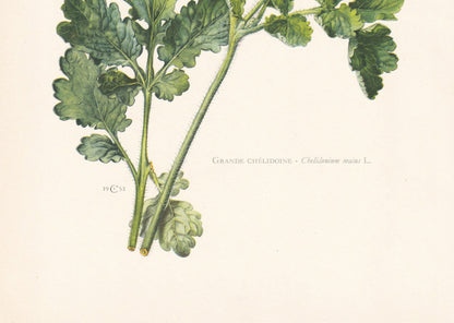 1960 GREATER CELANDINE Print - Botanical Print - Flower Print - Flower Wall Art - Vintage Plant Print - 7.5 x 10.6 Inches