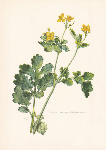1960 GREATER CELANDINE Print - Botanical Print - Flower Print - Flower Wall Art - Vintage Plant Print - 7.5 x 10.6 Inches