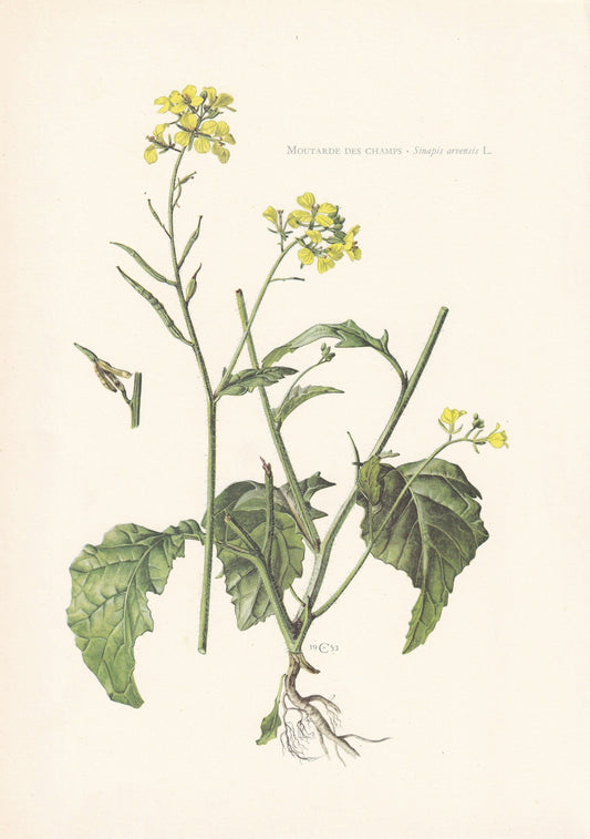 1960 WILD MUSTARD (CHARLOCK) Print - Botanical Print - Flower Print - Flower Wall Art - Vintage Plant Print - 7.5 x 10.6 Inches