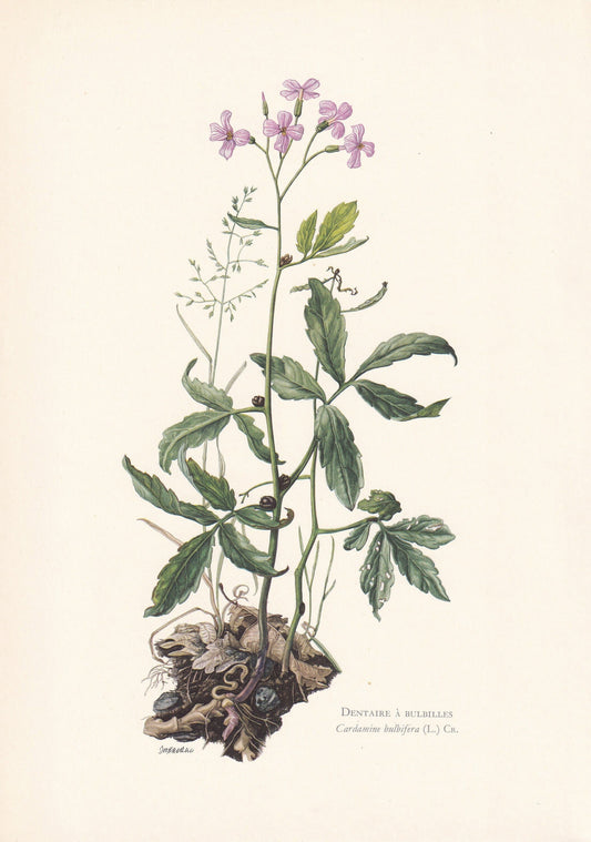 1960 CORAL ROOT Print - Botanical Print - Flower Print - Flower Wall Art - Vintage Plant Print - 7.5 x 10.6 Inches