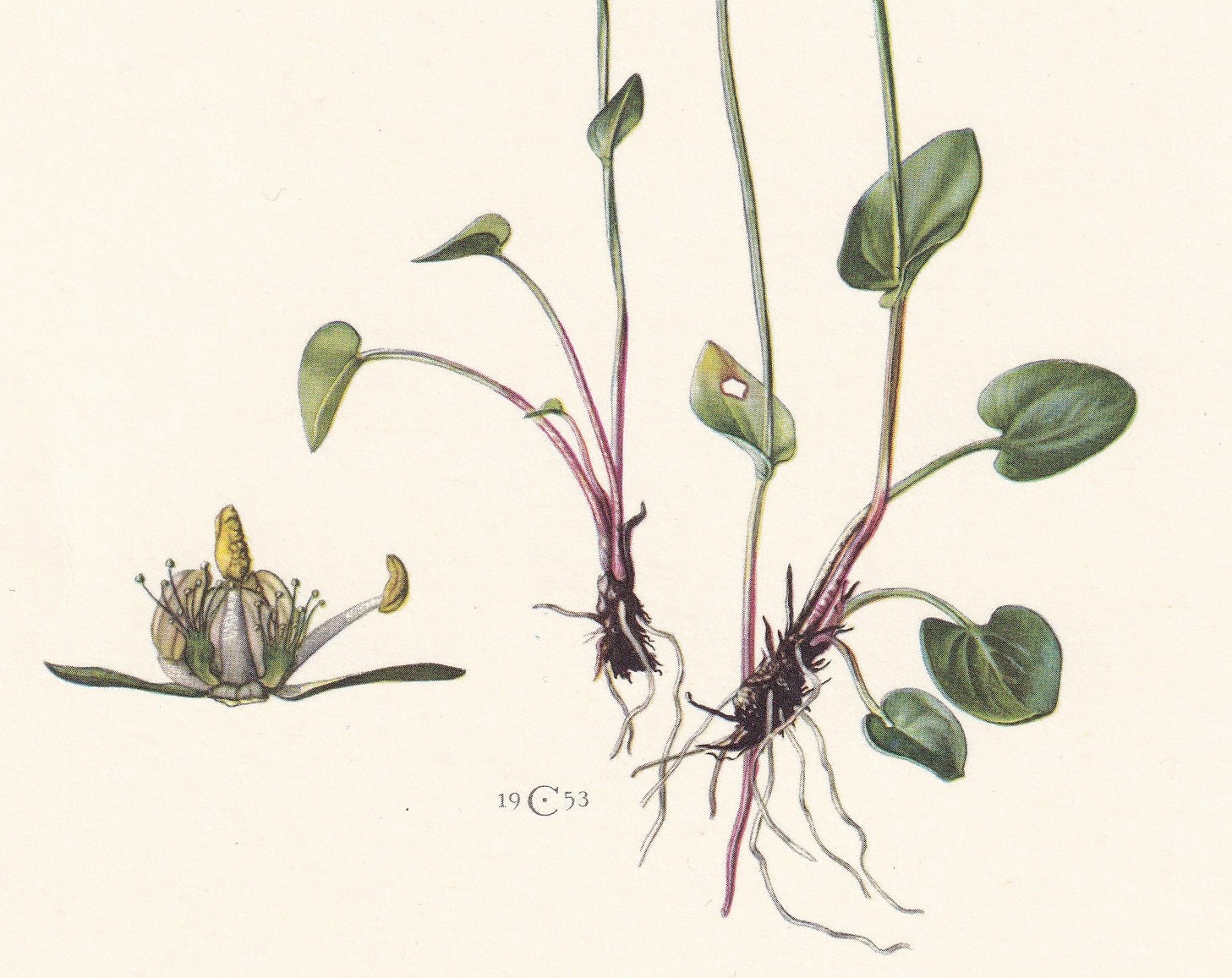 1960 GRASS OF PARNASSUS Print - Botanical Print - Flower Print - Flower Wall Art - Vintage Plant Print - 7.5 x 10.6 Inches