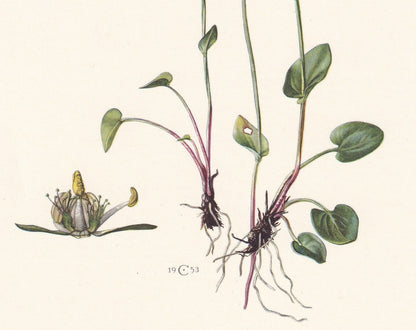 1960 GRASS OF PARNASSUS Print - Botanical Print - Flower Print - Flower Wall Art - Vintage Plant Print - 7.5 x 10.6 Inches