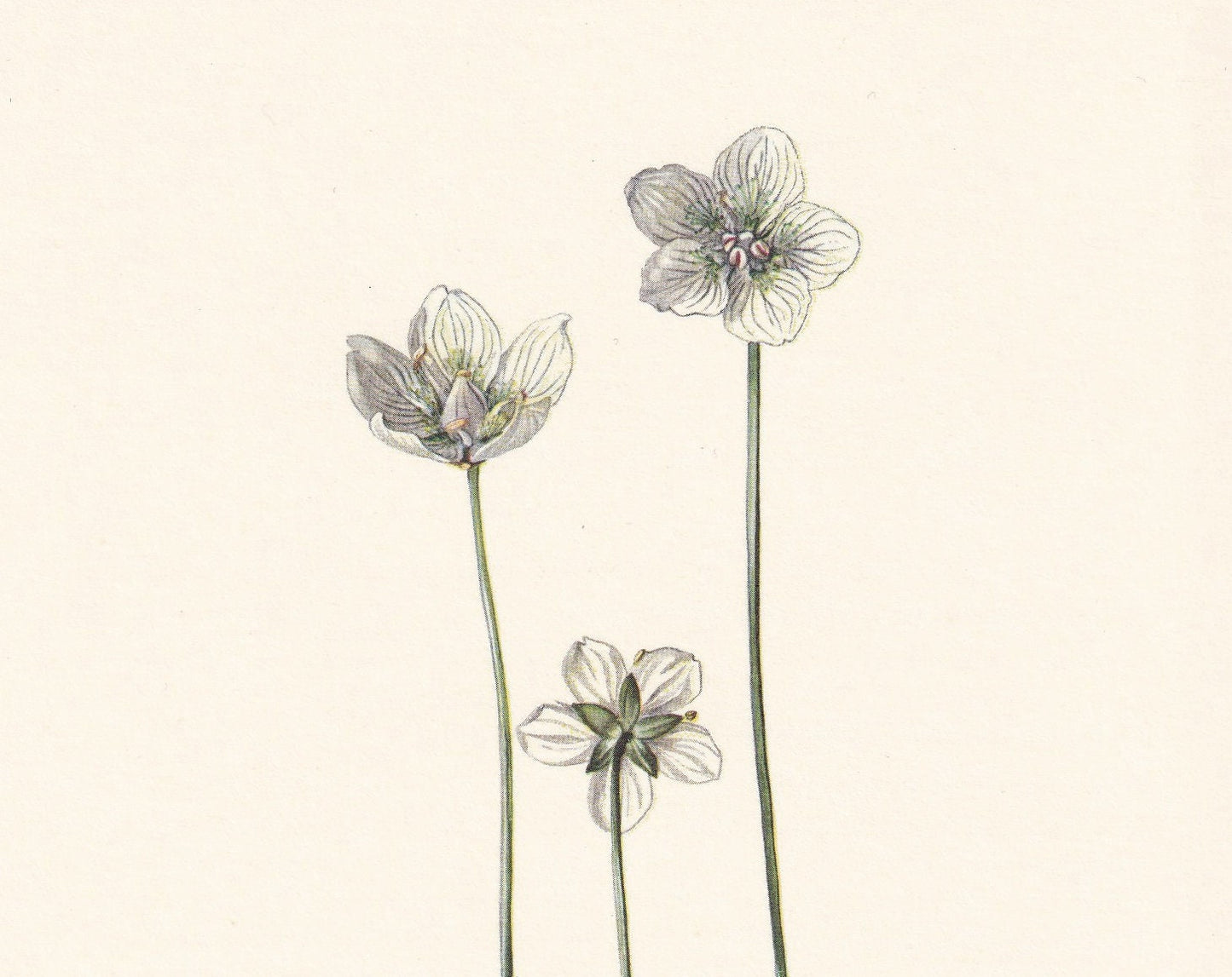 1960 GRASS OF PARNASSUS Print - Botanical Print - Flower Print - Flower Wall Art - Vintage Plant Print - 7.5 x 10.6 Inches