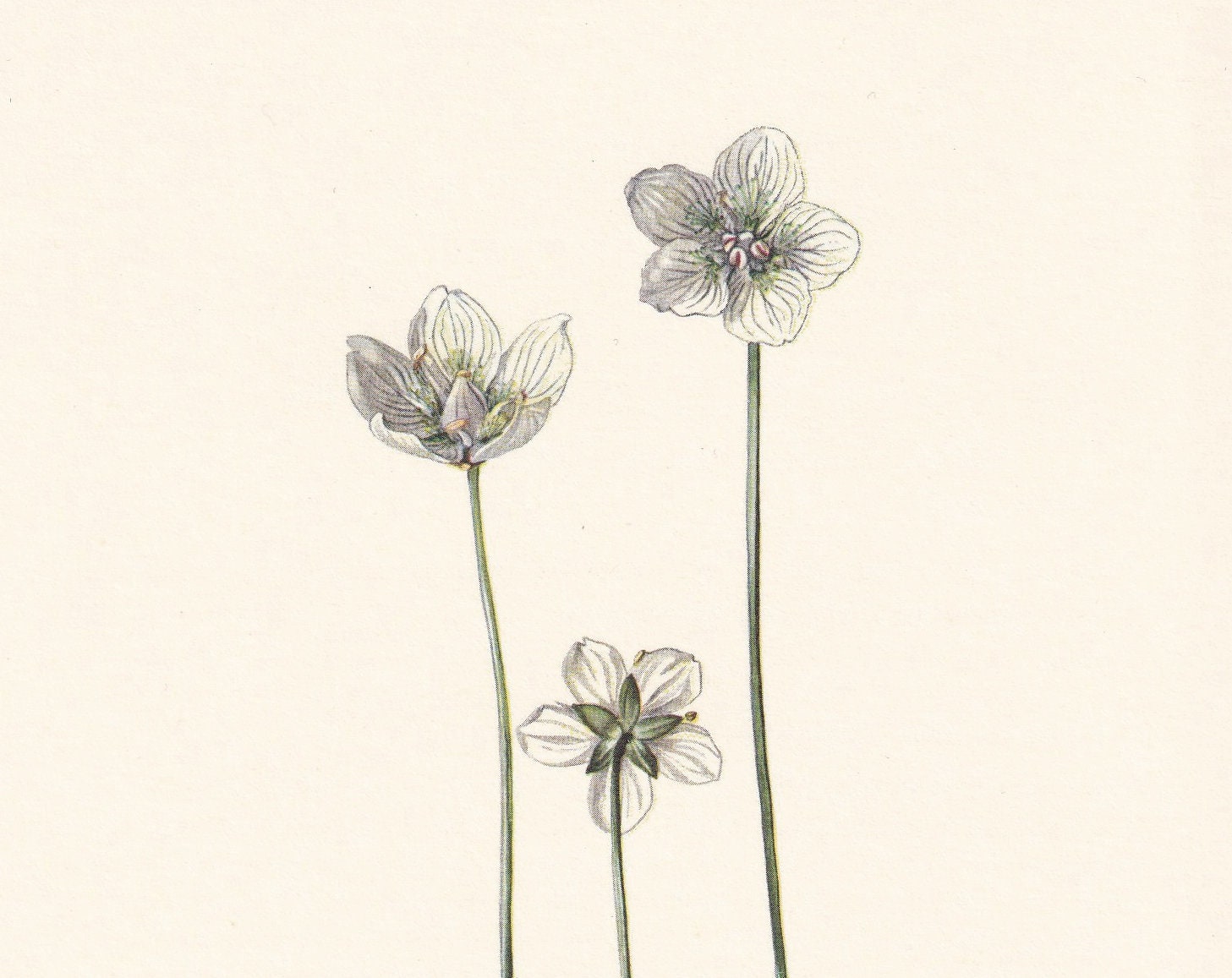 1960 GRASS OF PARNASSUS Print - Botanical Print - Flower Print - Flower Wall Art - Vintage Plant Print - 7.5 x 10.6 Inches