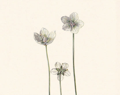 1960 GRASS OF PARNASSUS Print - Botanical Print - Flower Print - Flower Wall Art - Vintage Plant Print - 7.5 x 10.6 Inches