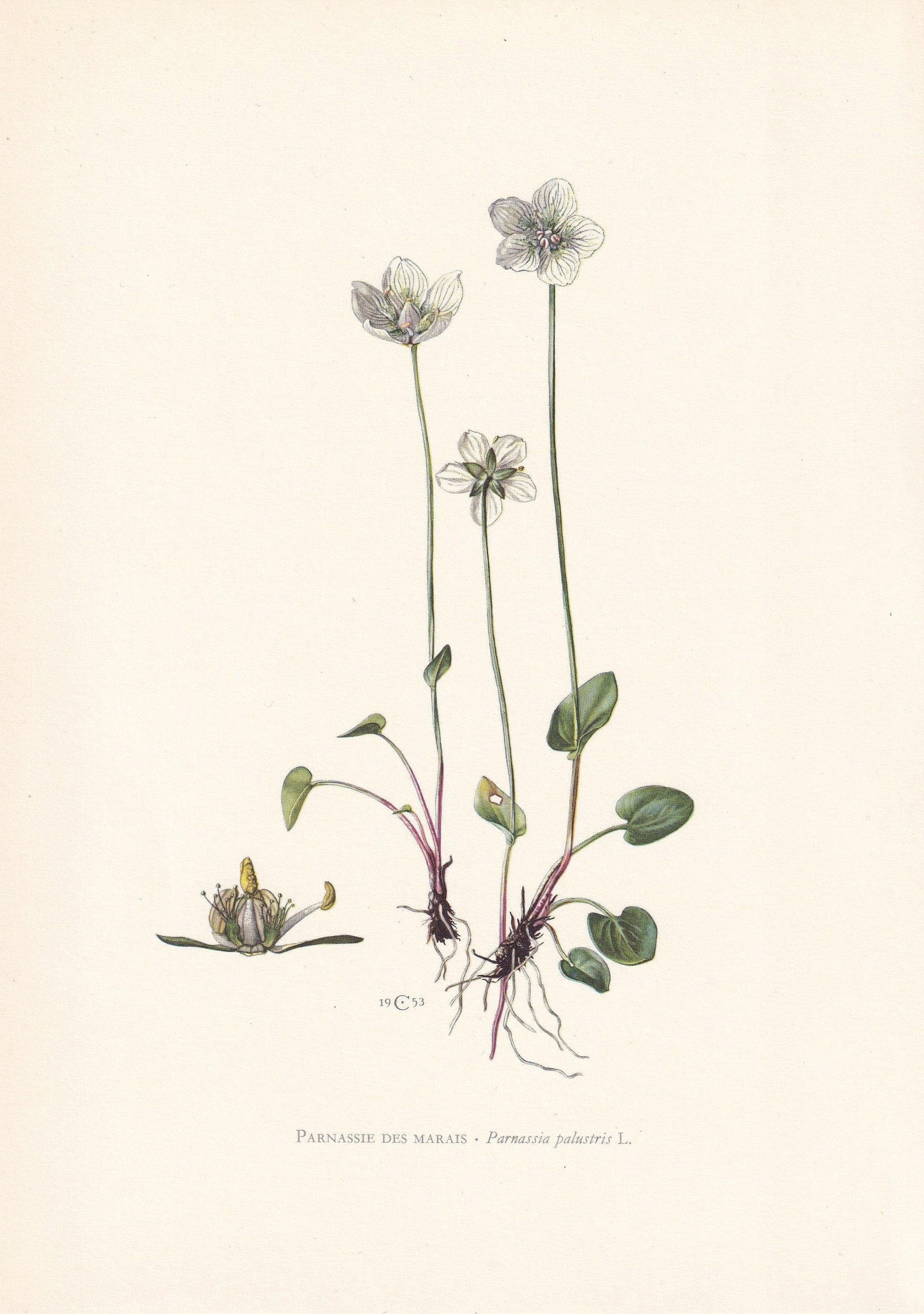 1960 GRASS OF PARNASSUS Print - Botanical Print - Flower Print - Flower Wall Art - Vintage Plant Print - 7.5 x 10.6 Inches