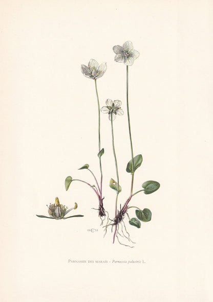 1960 GRASS OF PARNASSUS Print - Botanical Print - Flower Print - Flower Wall Art - Vintage Plant Print - 7.5 x 10.6 Inches